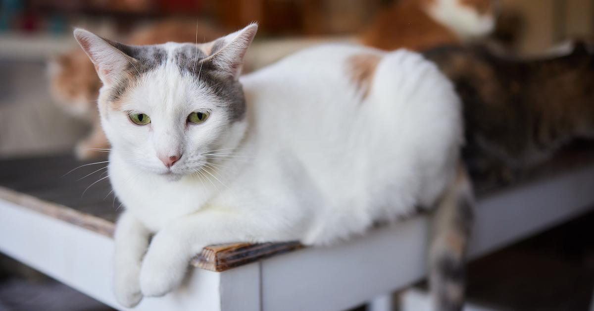 Tips to Care for Your Senior Cat